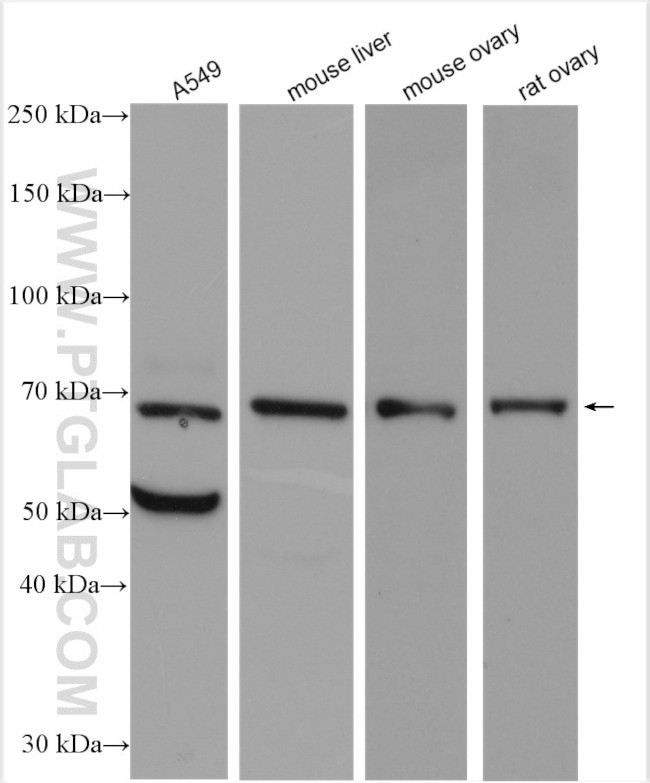 OSGIN1 Antibody in Western Blot (WB)