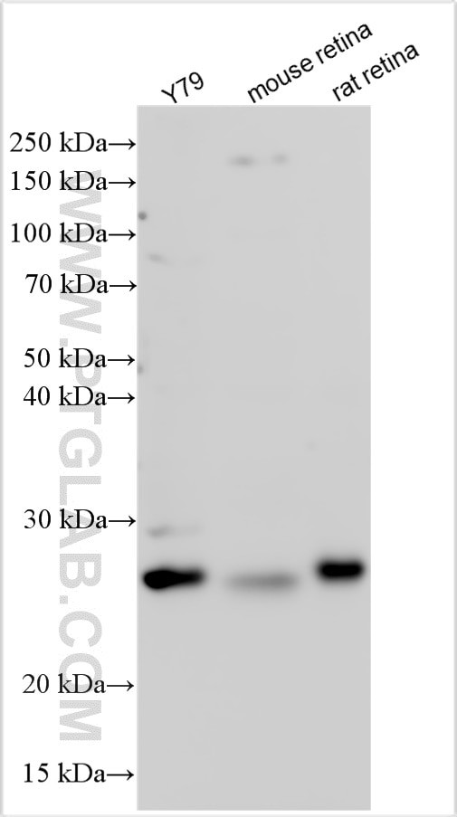 ARL4D Antibody in Western Blot (WB)