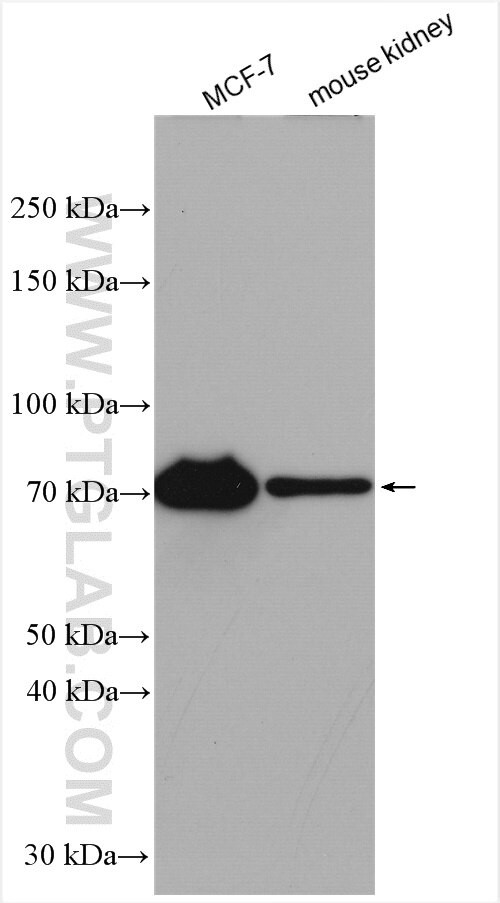 INTS10 Antibody in Western Blot (WB)