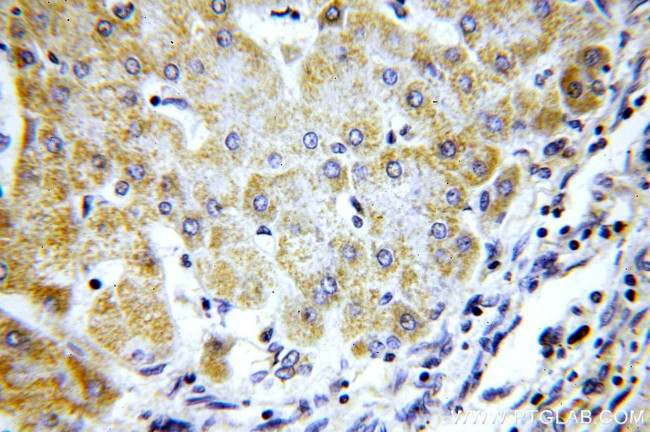 COX8A Antibody in Immunohistochemistry (Paraffin) (IHC (P))