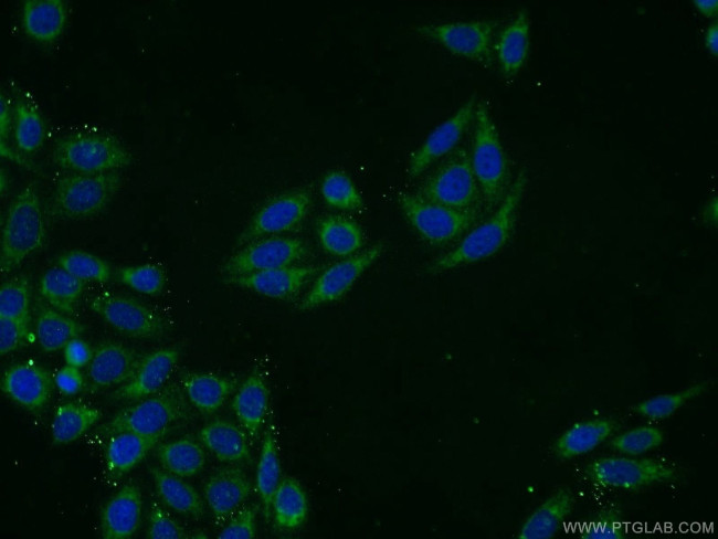 NFS1 Antibody in Immunocytochemistry (ICC/IF)
