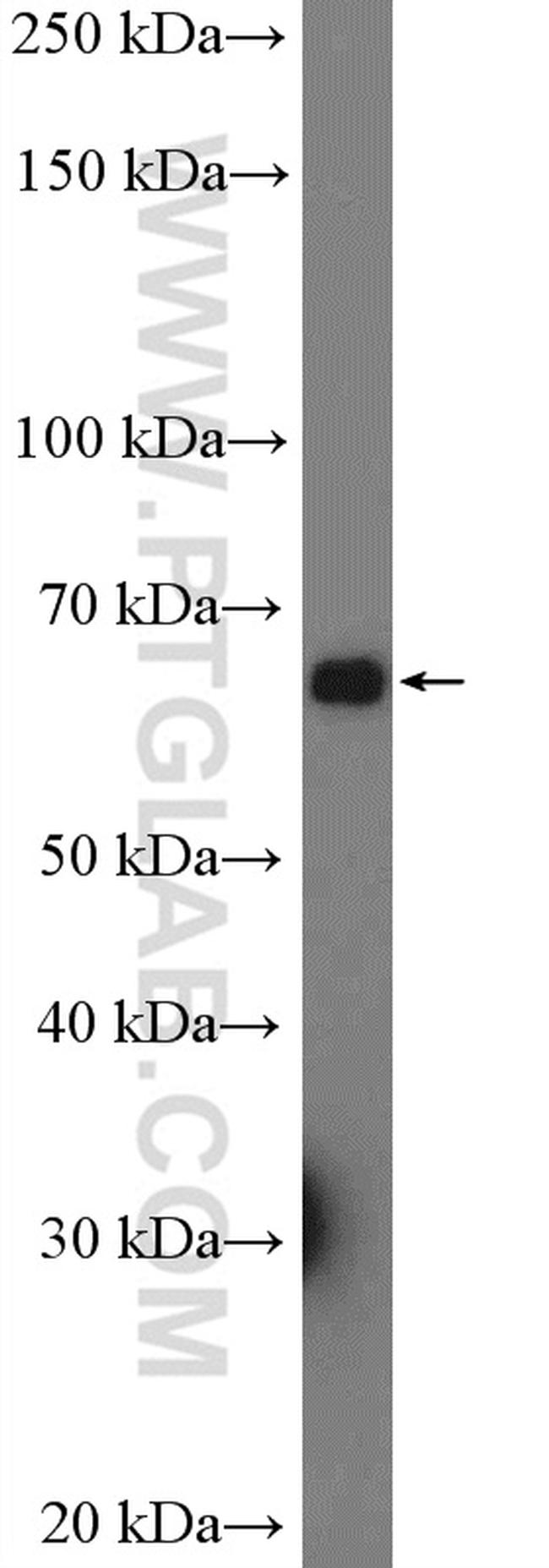 FMO4 Antibody in Western Blot (WB)