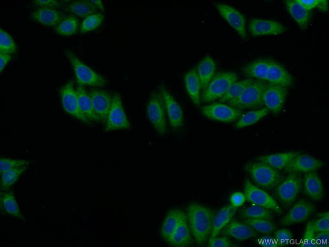 SEC13 Antibody in Immunocytochemistry (ICC/IF)