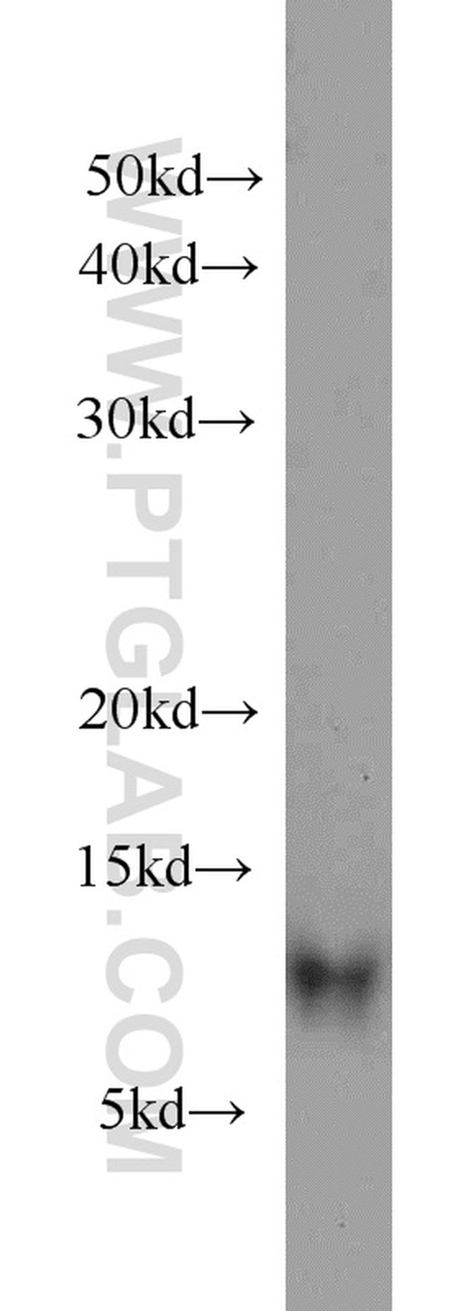 YPEL3 Antibody in Western Blot (WB)