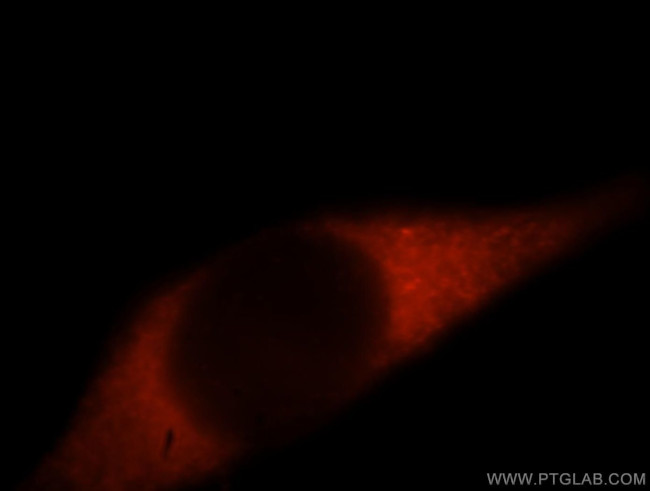 HDLBP Antibody in Immunocytochemistry (ICC/IF)