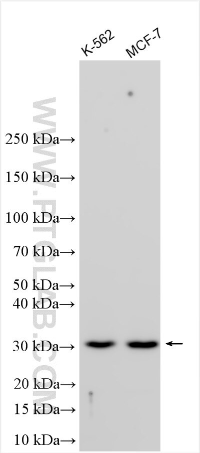 GTF2H4 Antibody in Western Blot (WB)