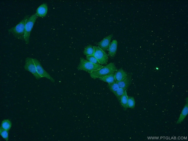 EPB41L2 Antibody in Immunocytochemistry (ICC/IF)