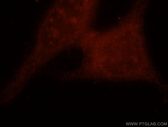 ASNA1 Antibody in Immunocytochemistry (ICC/IF)
