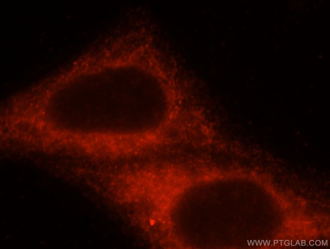 HOOK3 Antibody in Immunocytochemistry (ICC/IF)
