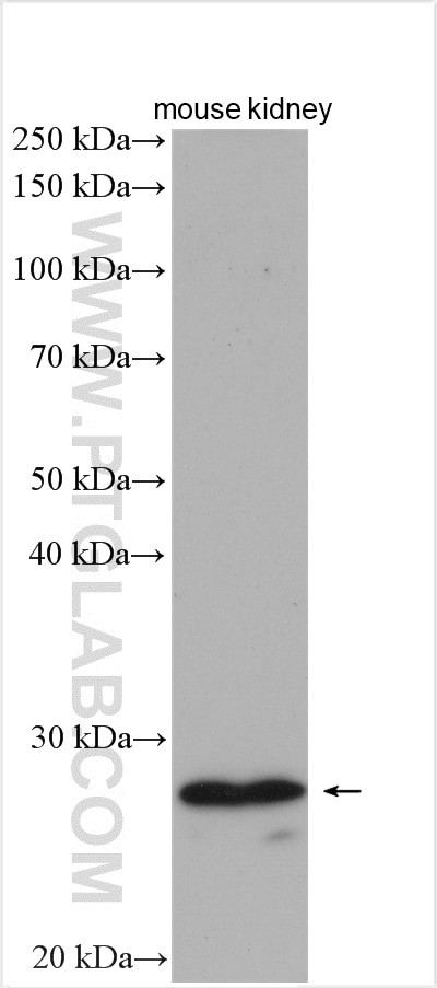 PEX11A Antibody in Western Blot (WB)