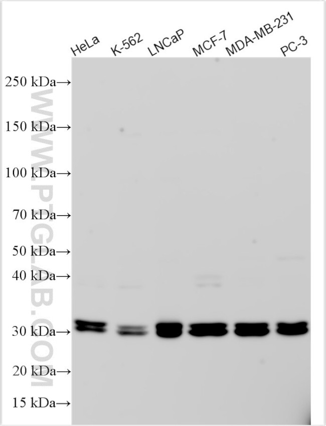 HAGHL Antibody in Western Blot (WB)