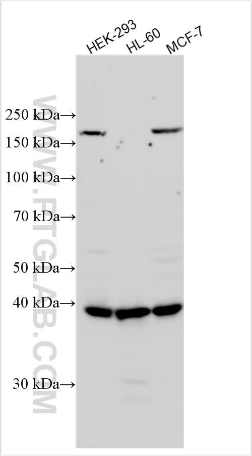 MCAT Antibody in Western Blot (WB)