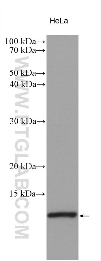 PHF5A Antibody in Western Blot (WB)