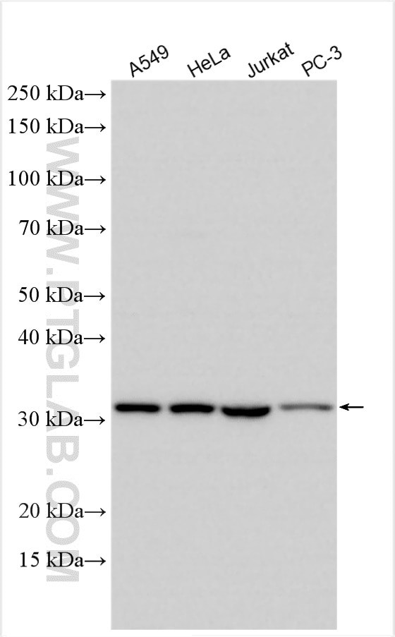 RPS2 Antibody in Western Blot (WB)