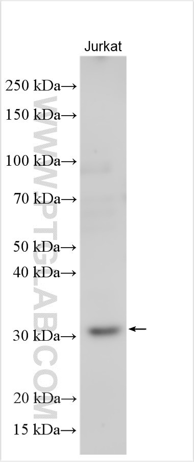 PCGF1 Antibody in Western Blot (WB)