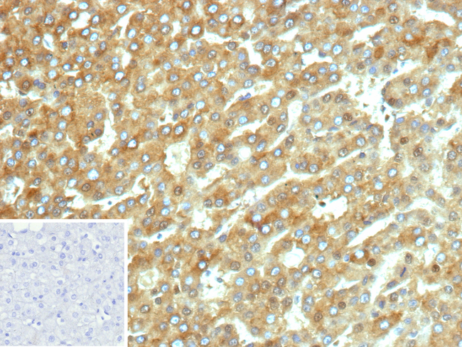 CYP2C9/Cytochrome P450 family 2 subfamily C member 9 Antibody in Immunohistochemistry (Paraffin) (IHC (P))