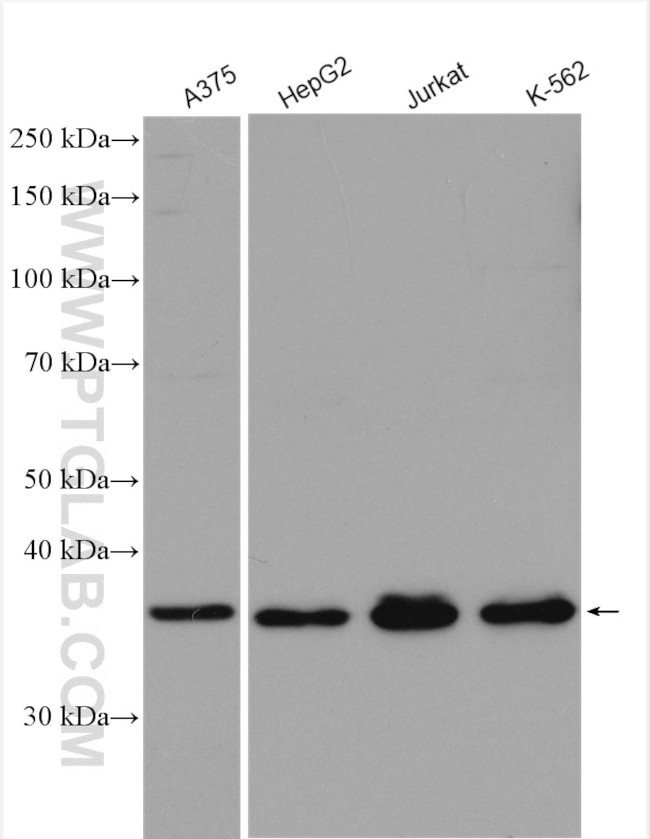 NAPG Antibody in Western Blot (WB)
