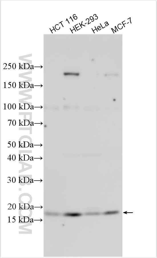 EIF4EBP2 Antibody in Western Blot (WB)