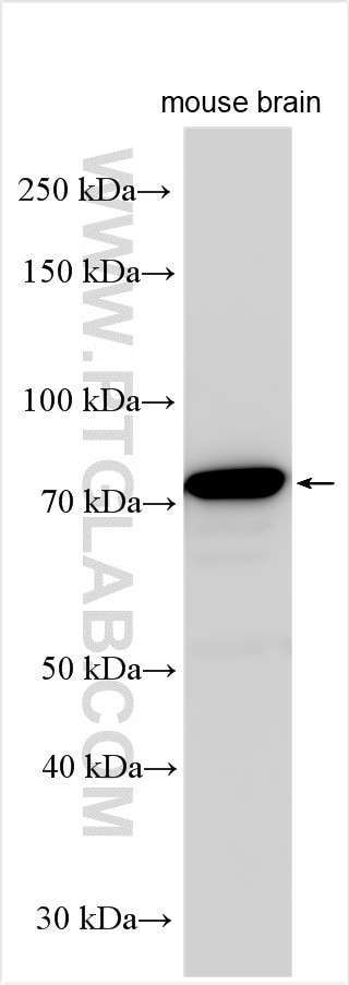 PLTP Antibody in Western Blot (WB)