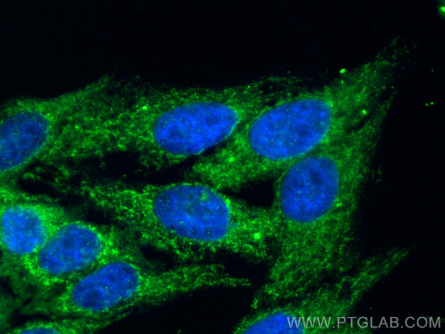 RTN4IP1 Antibody in Immunocytochemistry (ICC/IF)
