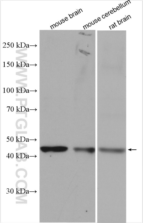 CADM3 Antibody in Western Blot (WB)