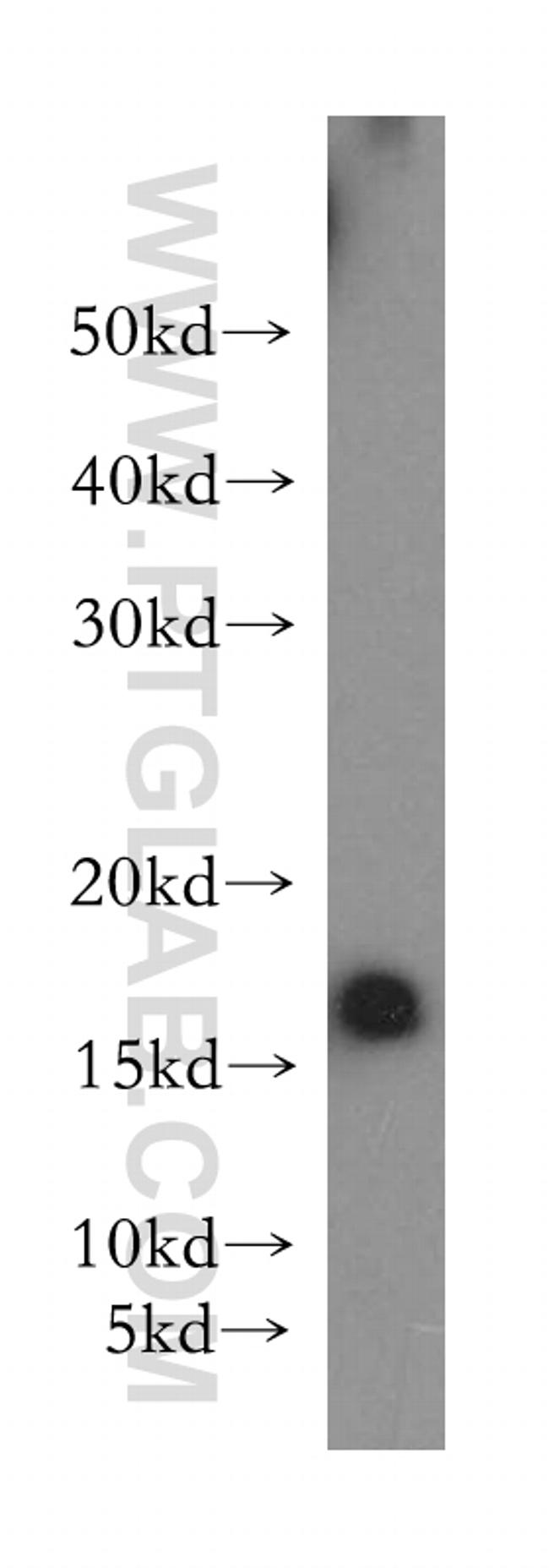 RPS20 Antibody in Western Blot (WB)
