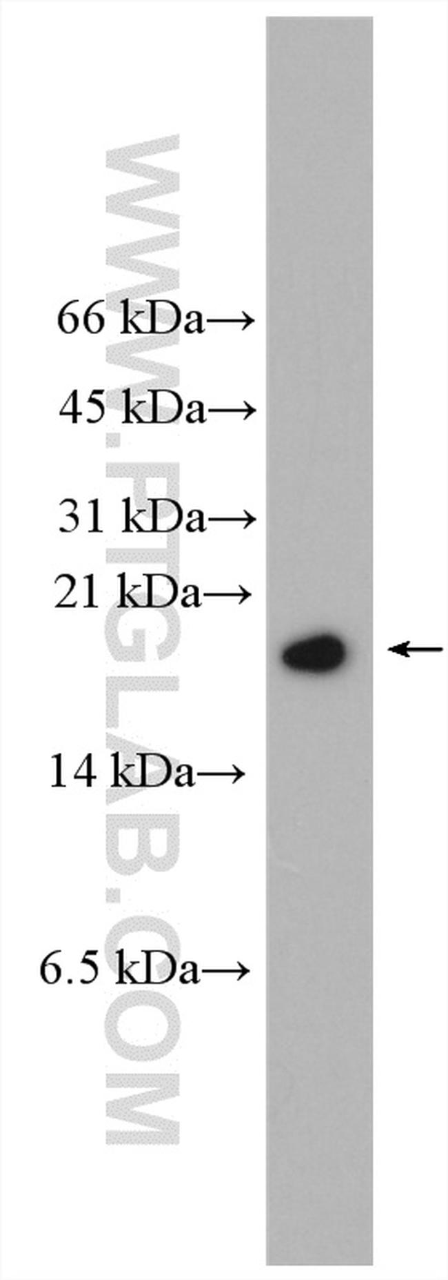 PRM1 Antibody in Western Blot (WB)
