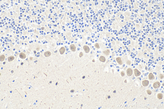DUSP23 Antibody in Immunohistochemistry (Paraffin) (IHC (P))