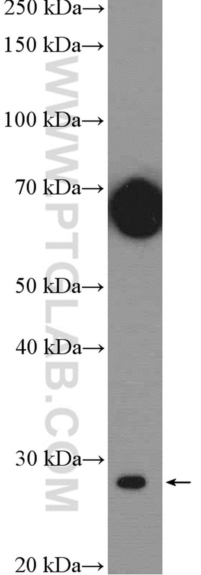 SPIB Antibody in Western Blot (WB)