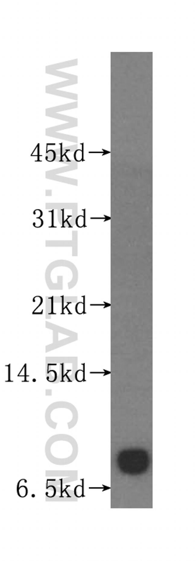 POLR2L Antibody in Western Blot (WB)