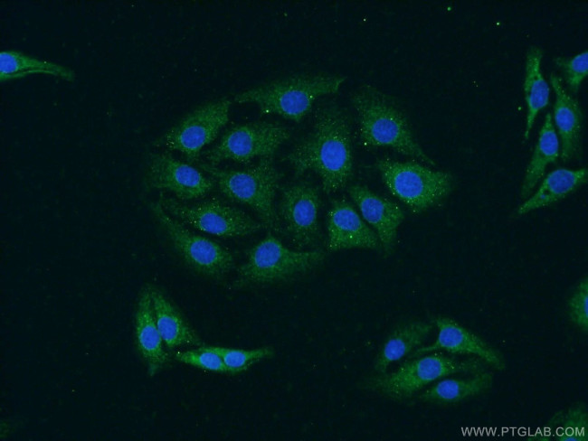 GRIPAP1 Antibody in Immunocytochemistry (ICC/IF)