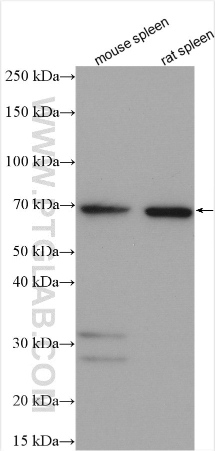 RHAMM/Lgals9 Antibody in Western Blot (WB)