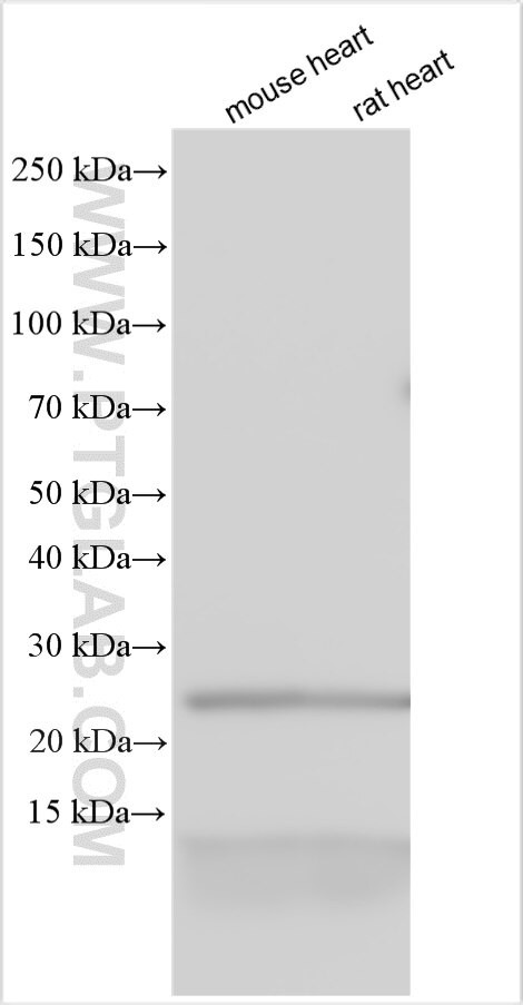 ATP5J2 Antibody in Western Blot (WB)