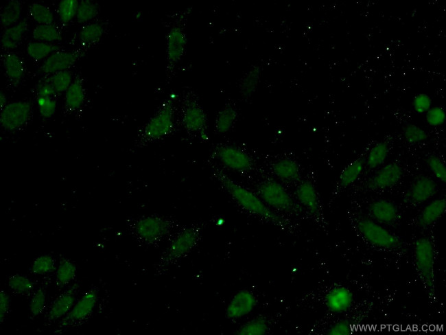 INT11 Antibody in Immunocytochemistry (ICC/IF)
