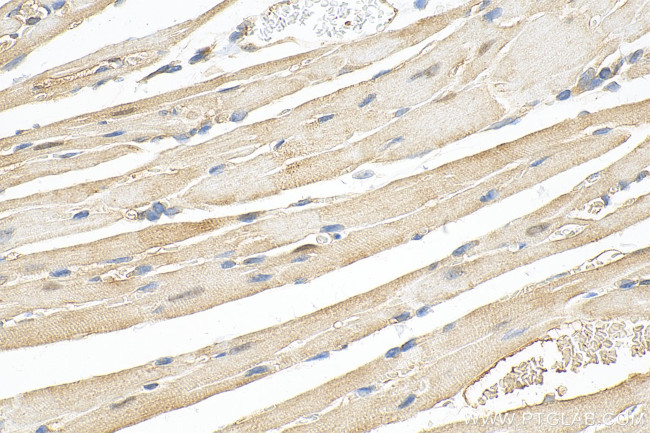 OLFML3 Antibody in Immunohistochemistry (Paraffin) (IHC (P))