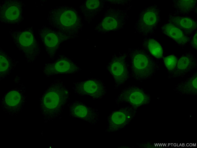 RPS27L Antibody in Immunocytochemistry (ICC/IF)