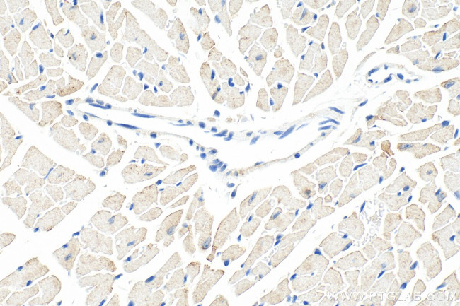 Phospholamban Antibody in Immunohistochemistry (Paraffin) (IHC (P))