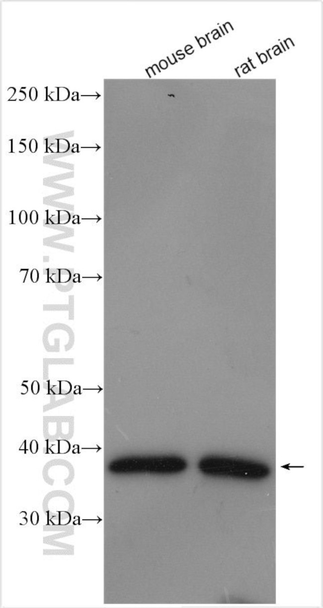 SGTB Antibody in Western Blot (WB)