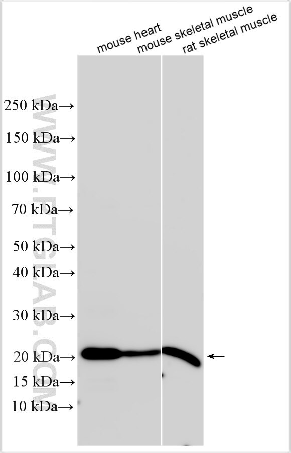 TSPAN18 Antibody in Western Blot (WB)