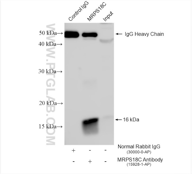 MRPS18C Antibody in Immunoprecipitation (IP)