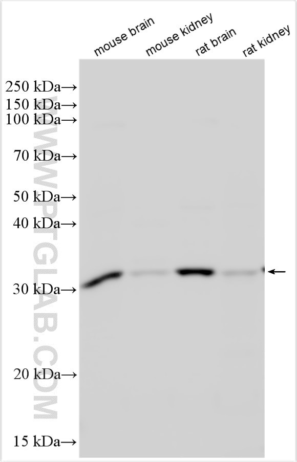 TIPRL Antibody in Western Blot (WB)
