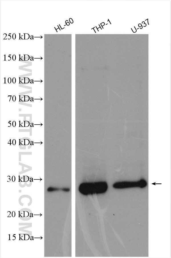 RILPL2 Antibody in Western Blot (WB)
