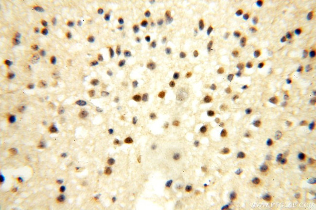 ERH Antibody in Immunohistochemistry (Paraffin) (IHC (P))