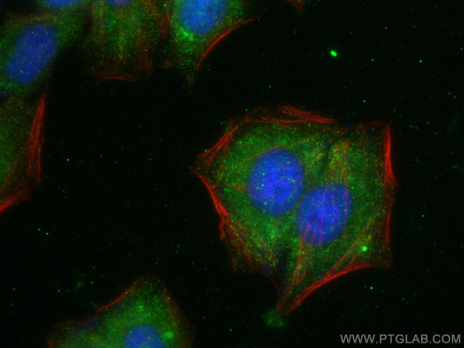 LLGL2 Antibody in Immunocytochemistry (ICC/IF)