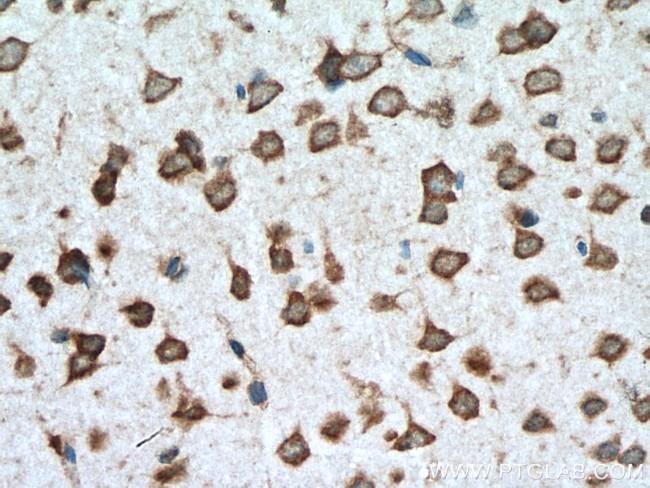 STAU2 Antibody in Immunohistochemistry (Paraffin) (IHC (P))