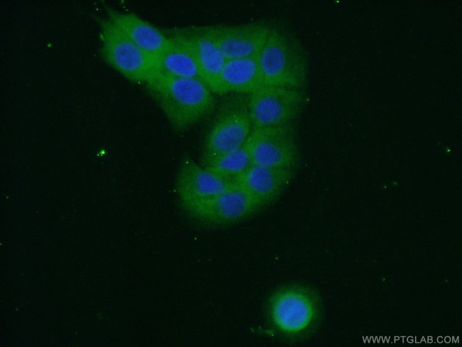 RPL27A Antibody in Immunocytochemistry (ICC/IF)