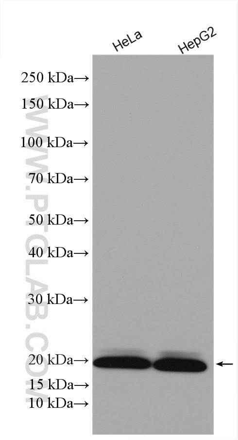 MRPS10 Antibody in Western Blot (WB)