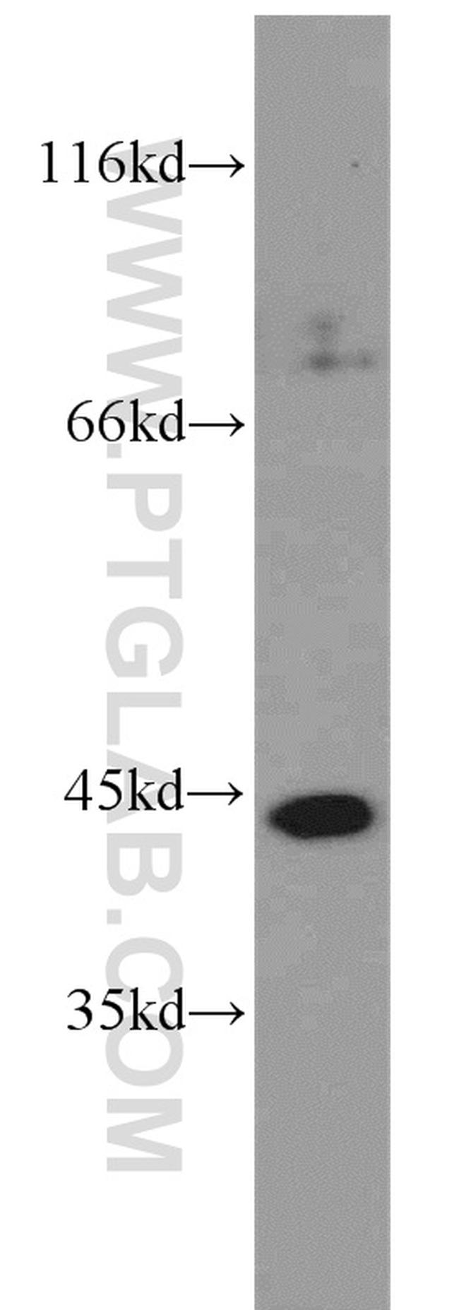 PAK1IP1 Antibody in Western Blot (WB)
