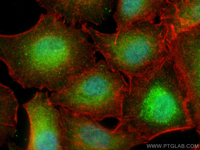 CPNE4 Antibody in Immunocytochemistry (ICC/IF)