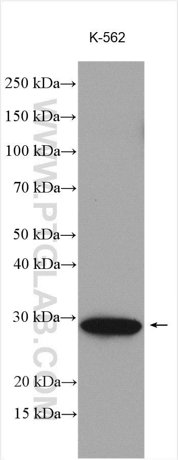 XRCC6BP1 Antibody in Western Blot (WB)